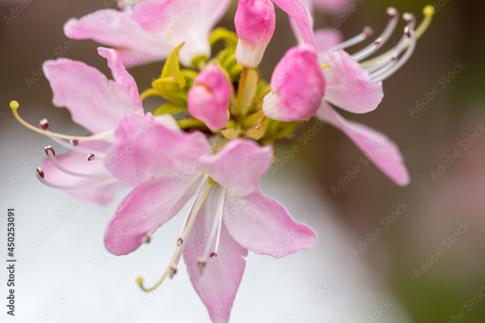 Roseshell azalea.Native throughout the eastern and southern part of the United States, with the exception of Florida State and Quebec Province in Canada. Roseshell azalea.Native throughout the eastern and southern part of the United States, with the exception of Florida State and Quebec Province in Canada.