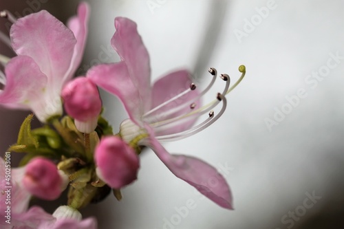 Roseshell azalea.Native throughout the eastern and southern part of the United States, with the exception of Florida State and Quebec Province in Canada. 