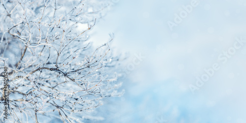 Sparkling snow on branches of tree, frost on plant on sunny winter day. Natural background