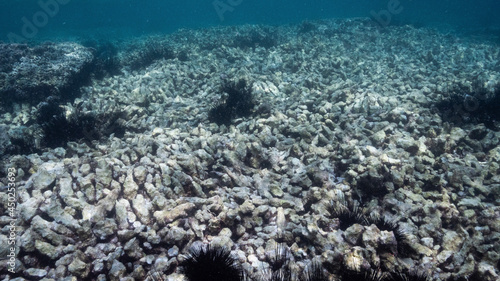 destroyed dead coral reef from destructive fishing