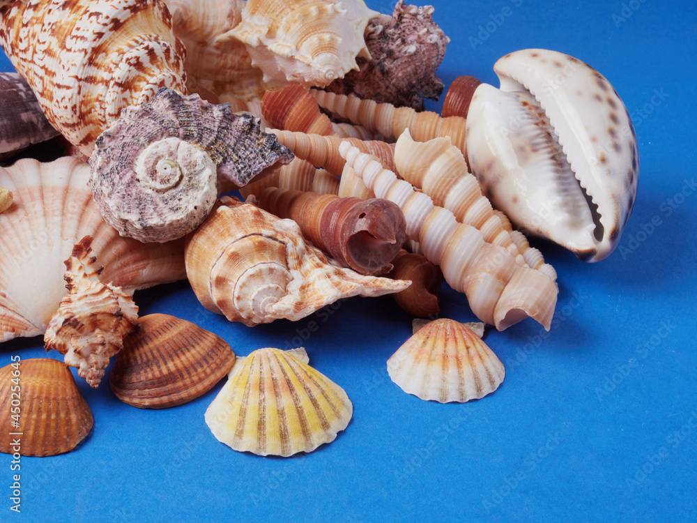 High viewing angle, panoramic view of starfish and a lot of shells, on a blue background