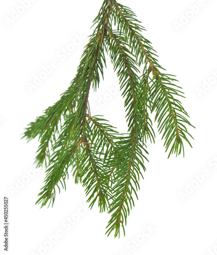 Green branch of a Christmas tree isolated on a white background.
