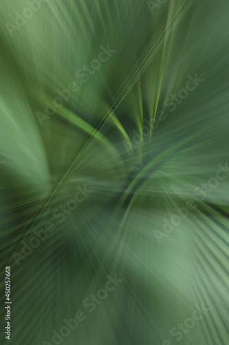 futuristic dreamy palm tree leaf