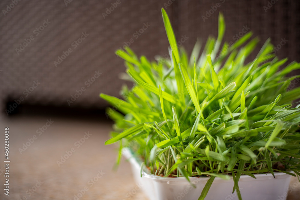 Fototapeta premium catnip growing in a white plastic tray