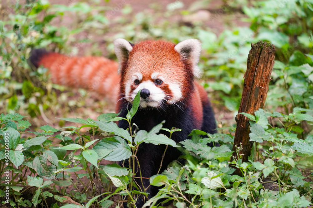 Fototapeta premium Cute red panda from japan zoo