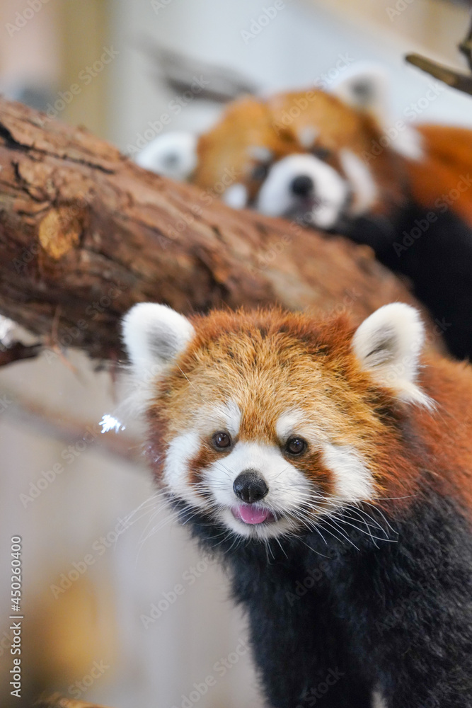 Fototapeta premium Cute red panda from japan zoo