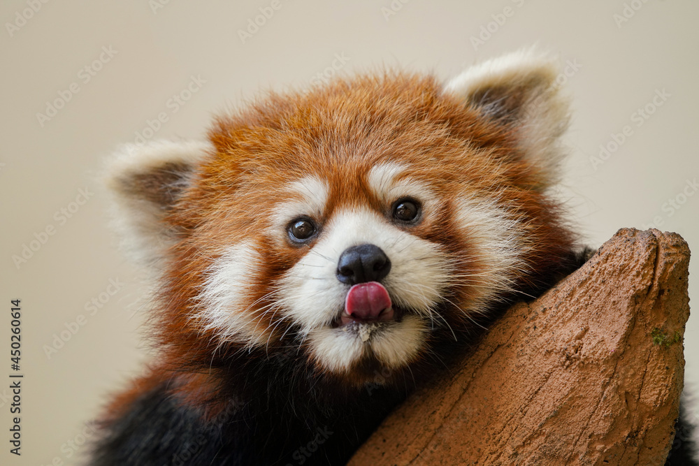 Obraz premium Cute red panda from japan zoo