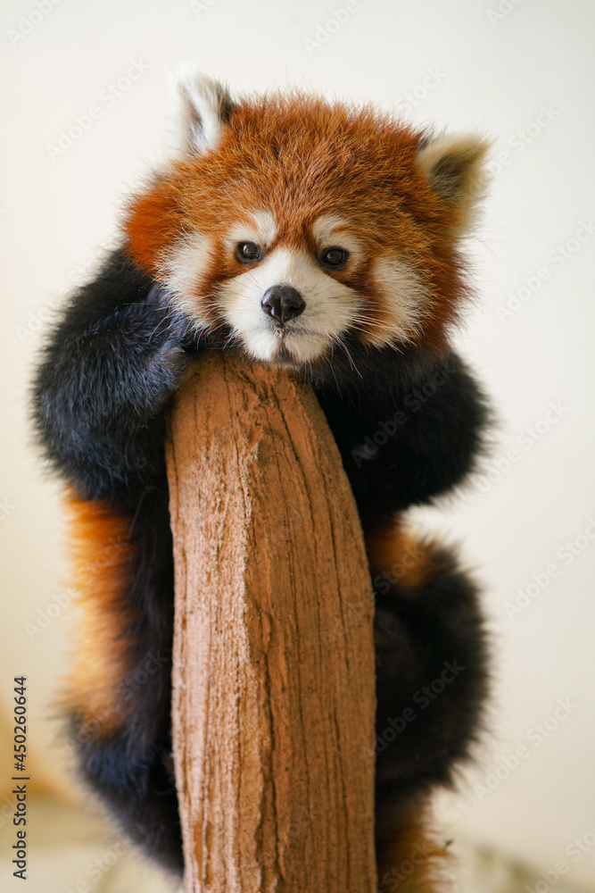 Cute red panda from japan zoo Cute red panda from japan zoo