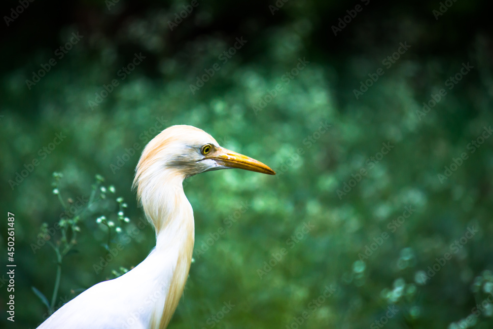 Obraz premium Bubulcus ibis Or Heron Or Commonly know as the Cattle Egret is a cosmopolitan species of heron found in the tropics, subtropics, and warm-temperate zones. It is the only member of the monotypic.