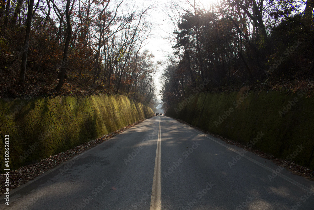 Fototapeta premium 이끼터널