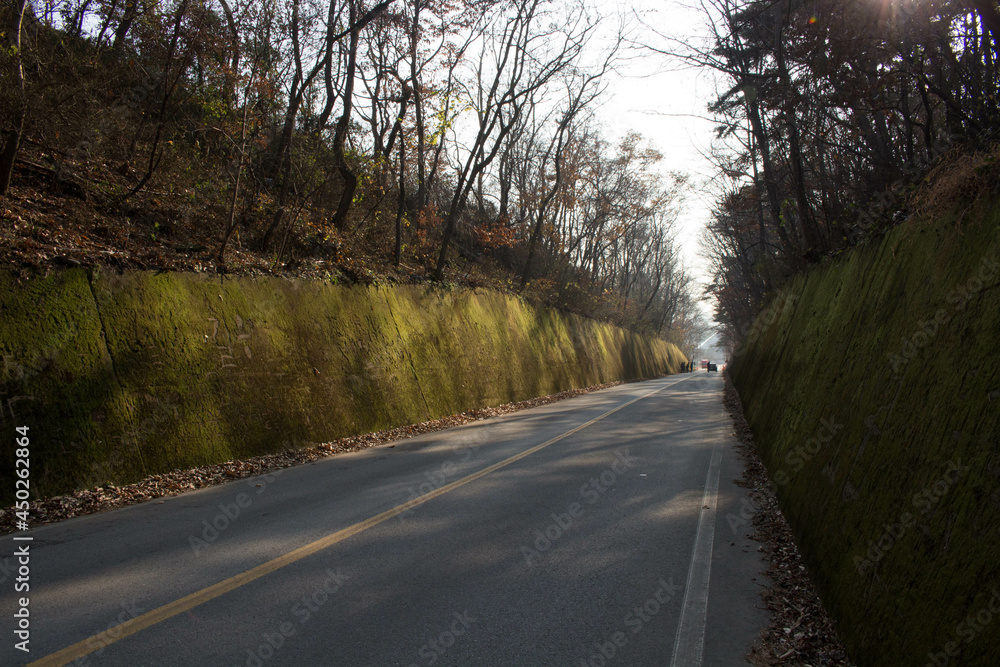 Fototapeta premium 이끼터널