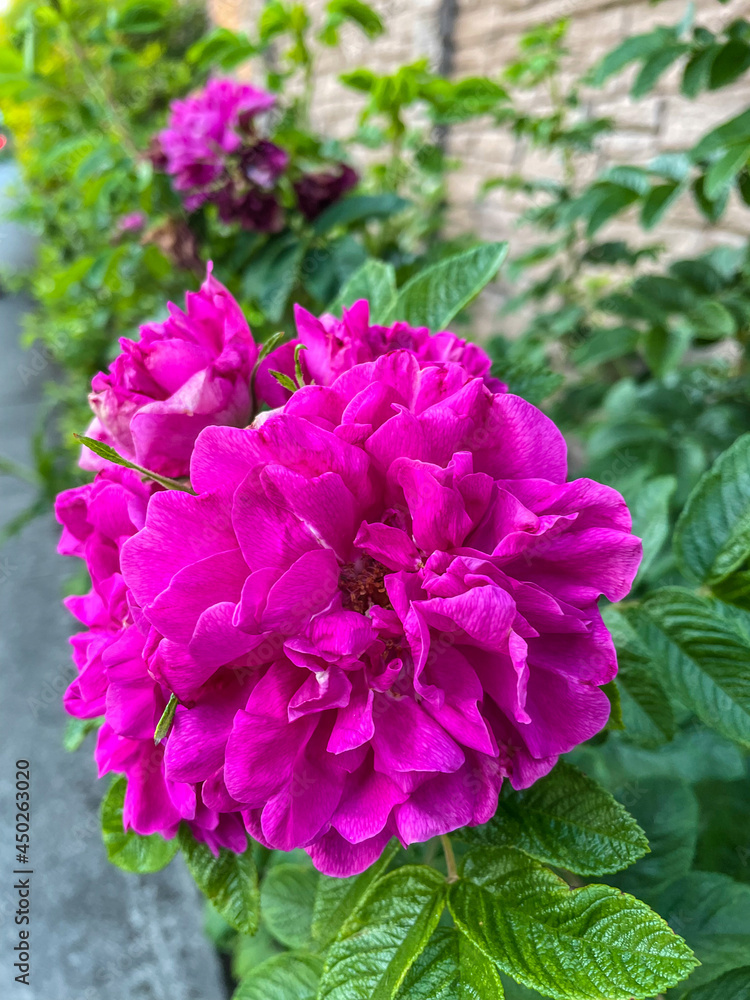 Japanese rose Japanese rose