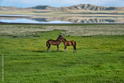 Two foals on the shore of a mountain lake