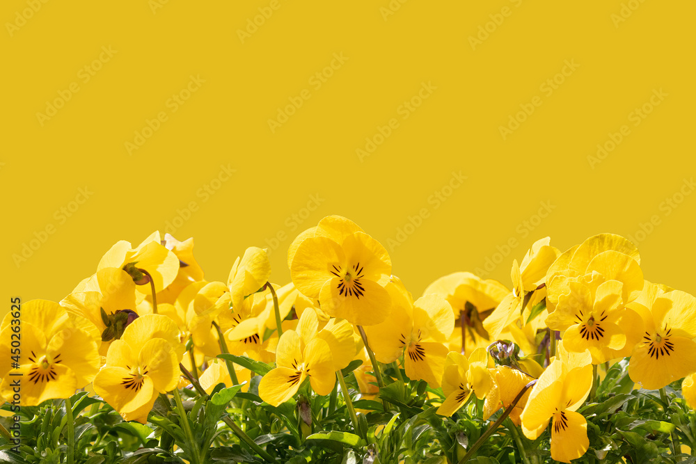 yellow flower in the spring