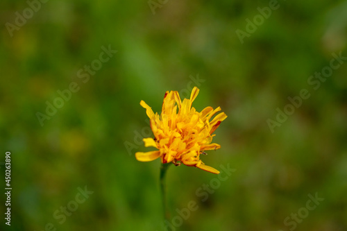 yellow flower