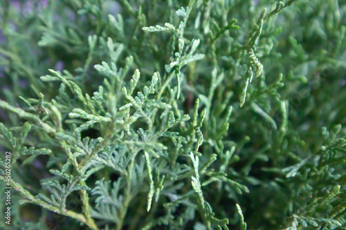 Close-up of beautiful green leaves of thuja trees on a green background. Thuja branch. An evergreen coniferous tree, also known as Chinese thuja.