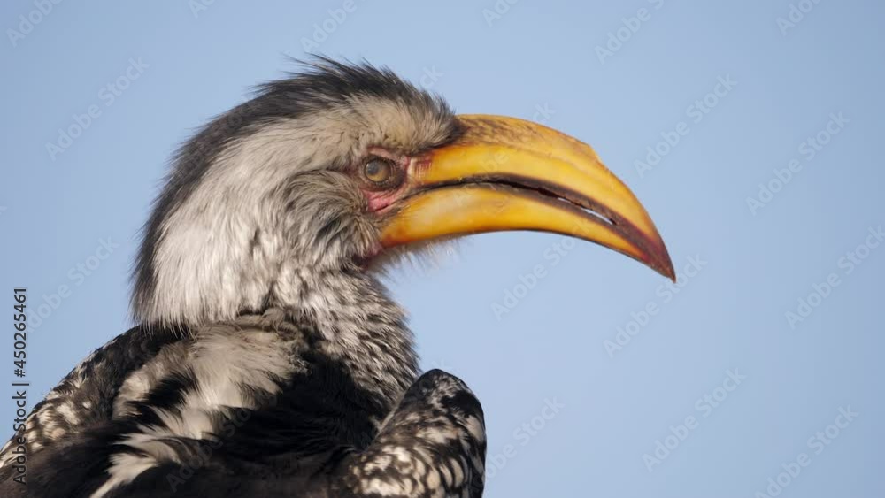 Southern Yellow-billed hornbill face detail as he looks around Southern Yellow-billed hornbill face detail as he looks around