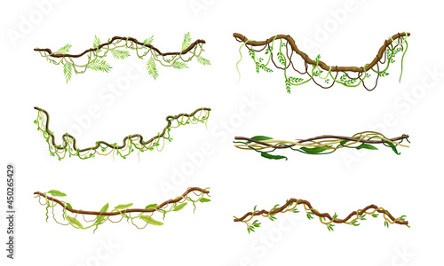 Liana as Long-stemmed Woody Vine Climbing and Tangled Around Tree Vector Set