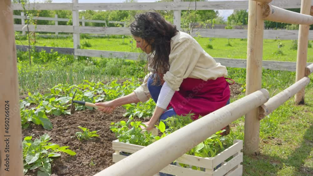 Mature woman planting fresh plants. Community farming concept. Mature woman planting fresh plants. Community farming concept.