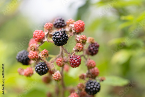 Blackberry at various stages of ripeness in closeup © denis