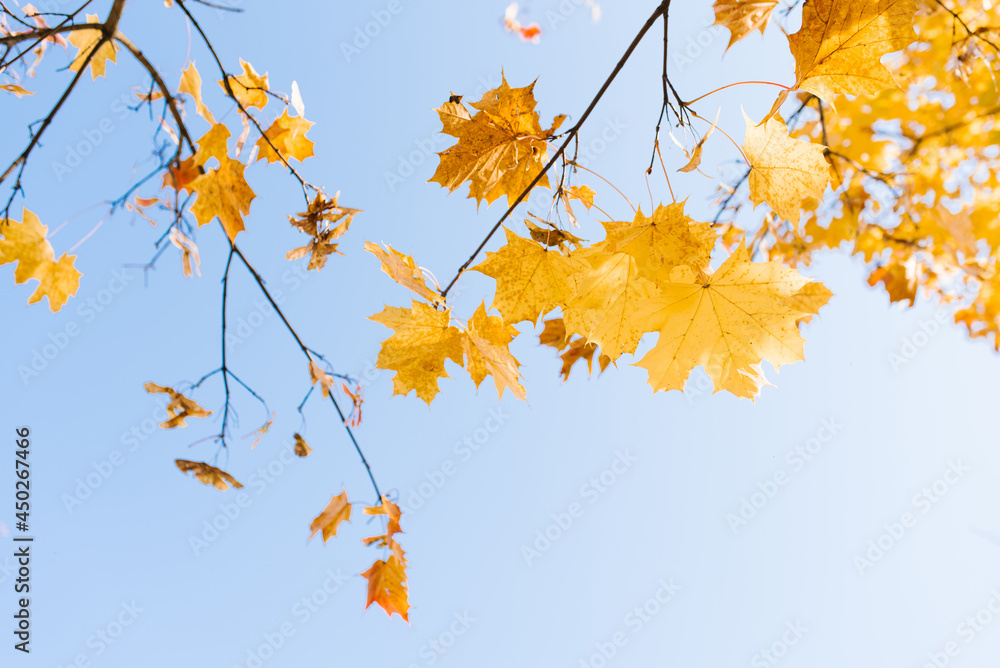 Yellow maple leaves on an autumn tree on a sunny day Yellow maple leaves on an autumn tree on a sunny day