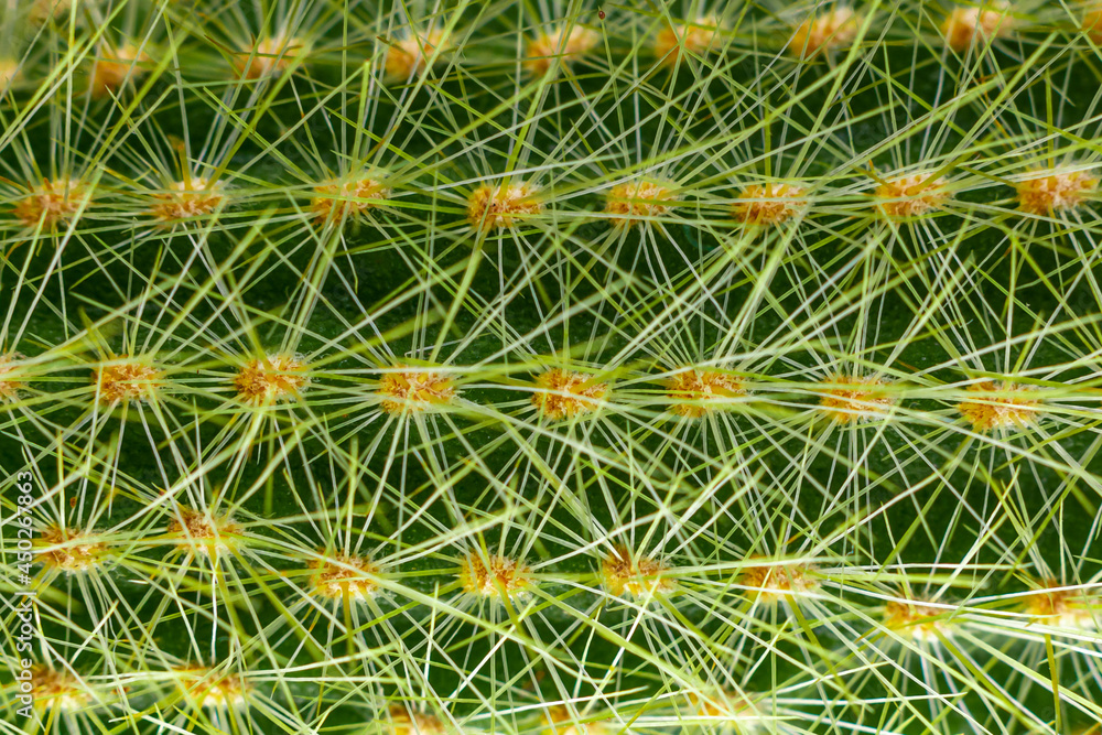Closeup of cactus needles. Cactus close-up. Green cactus. Closeup of cactus needles. Cactus close-up. Green cactus.