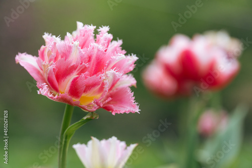 fringed tulip in a botanical garden in summer