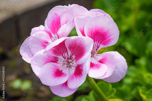 Pink pelargonium flower in summer garden