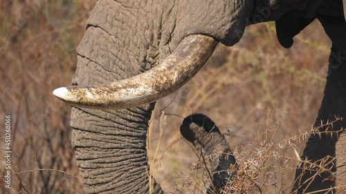 Detail of African elephant trunk and tusks, while eating dry twigs in winter