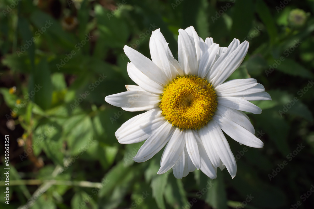 White chamomile flower, top view, close-up. Flower with white petals. White chamomile flower, top view, close-up. Flower with white petals.