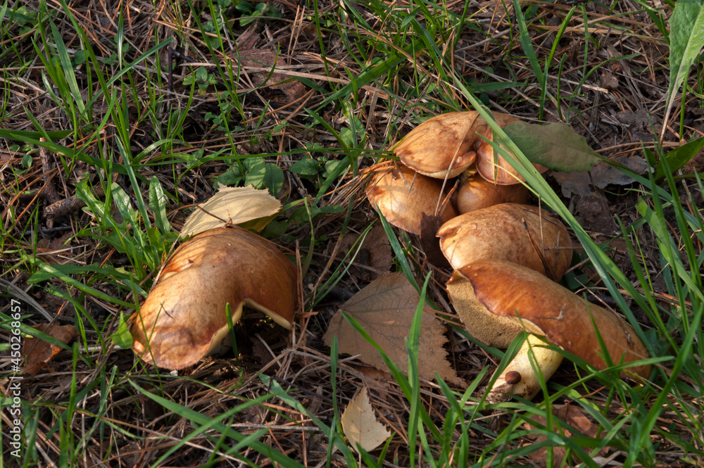 Autumn mushrooms in the grass Autumn mushrooms in the grass