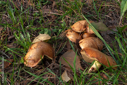 Autumn mushrooms in the grass