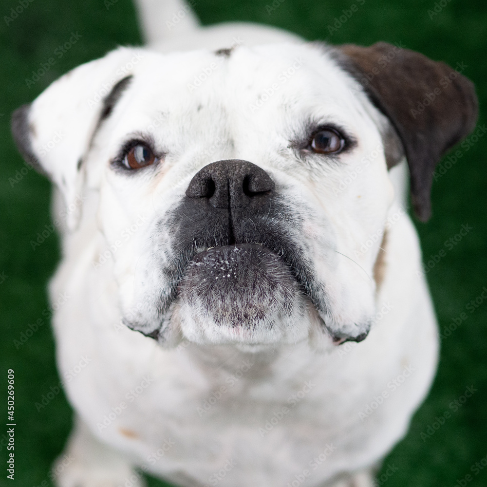 Obraz premium the dog is looking at you