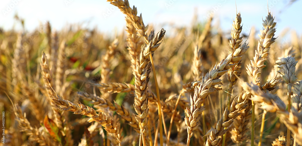 Golden wheat field and sunny day. The ear is ready for a close-up of the wheat harvest, illuminated by sunlight, against the sky. Soft focus. space of sunlight on the horizon. The concept idea is rich Golden wheat field and sunny day. The ear is ready for a close-up of the wheat harvest, illuminated by sunlight, against the sky. Soft focus. space of sunlight on the horizon. The concept idea is rich