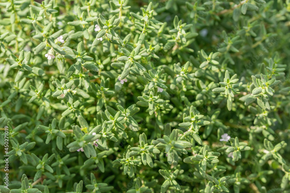 Thyme close up. An aromatic herb used in cooking, perfumery, medicine Thyme close up. An aromatic herb used in cooking, perfumery, medicine