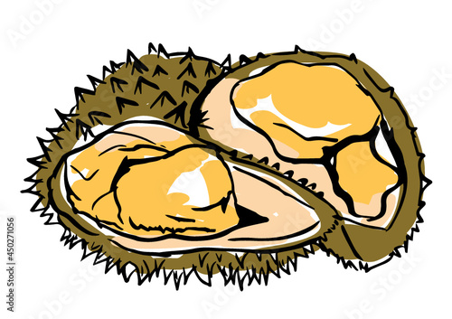 durian fruit  illustration in sketch style, Isolated vector on white background.