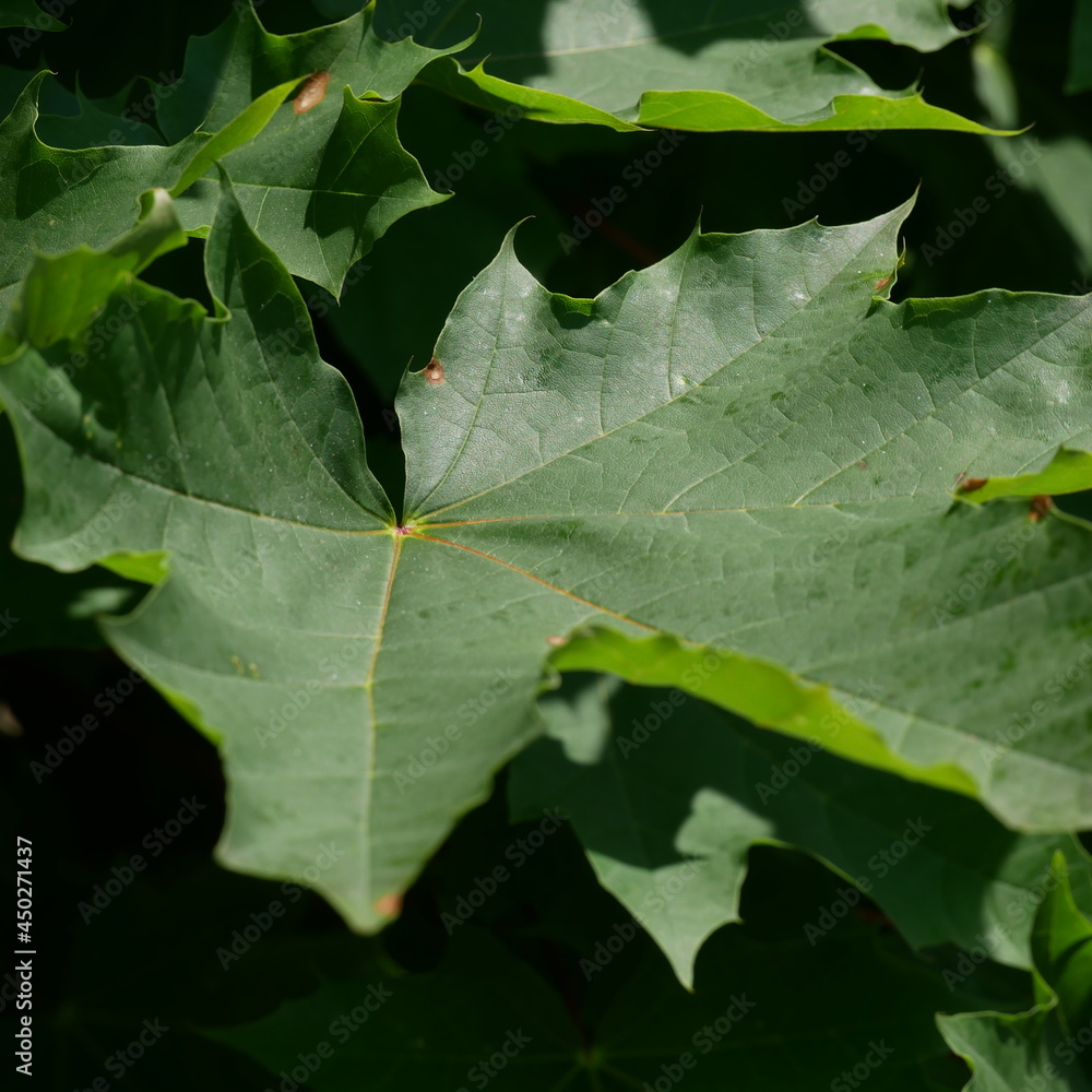 green maple leaf green maple leaf