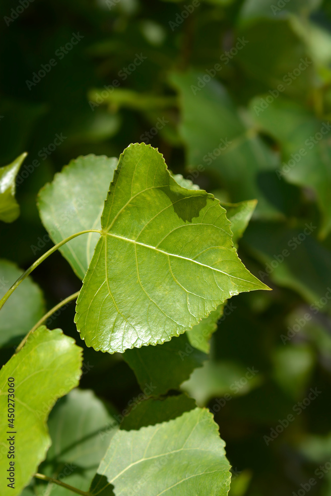 Lombardy poplar Lombardy poplar