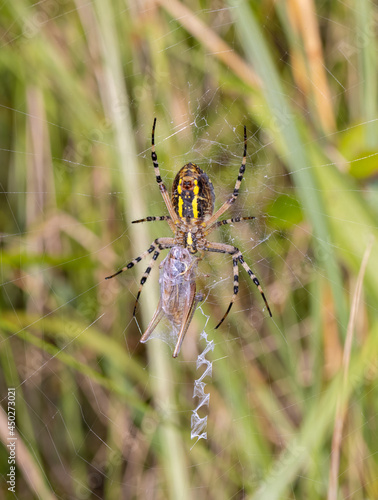 Wasp Spider with Grasshopper Prey