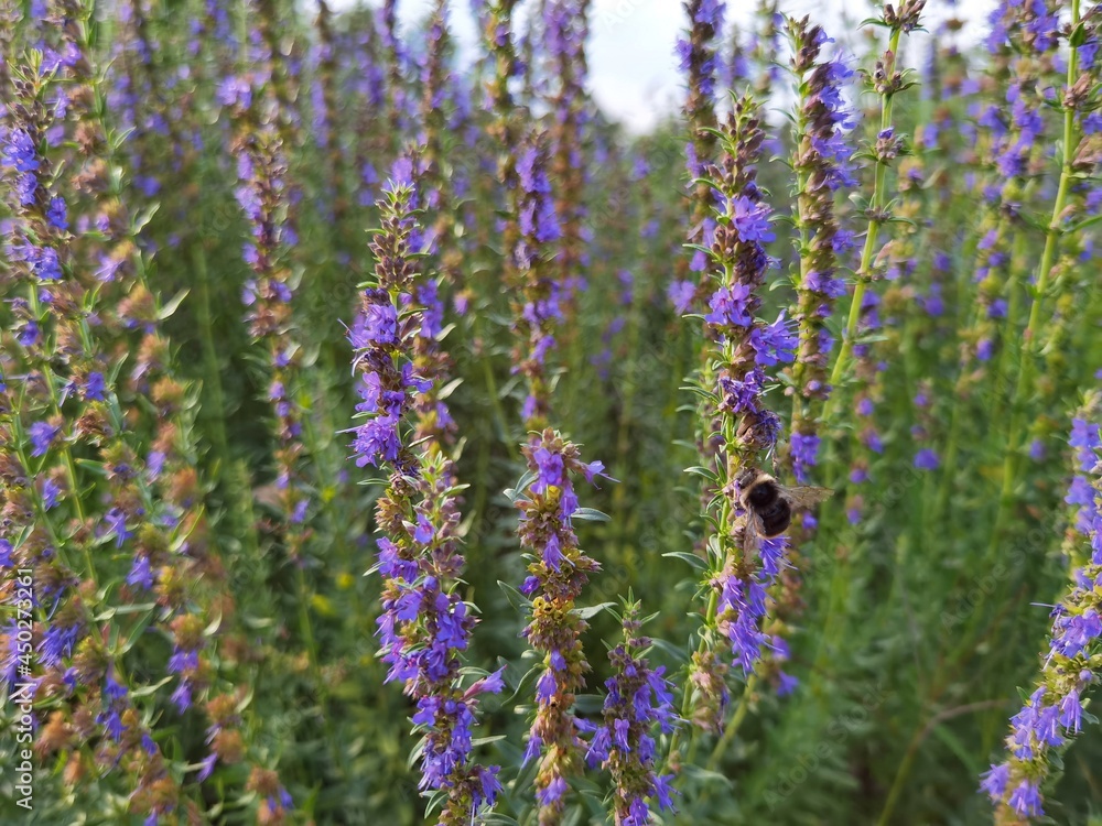 Obraz premium Hyssopus officinalis known as hyssop in garden.