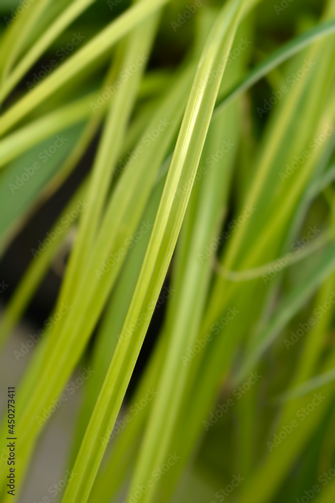 Japanese Sedge Everillo Japanese Sedge Everillo
