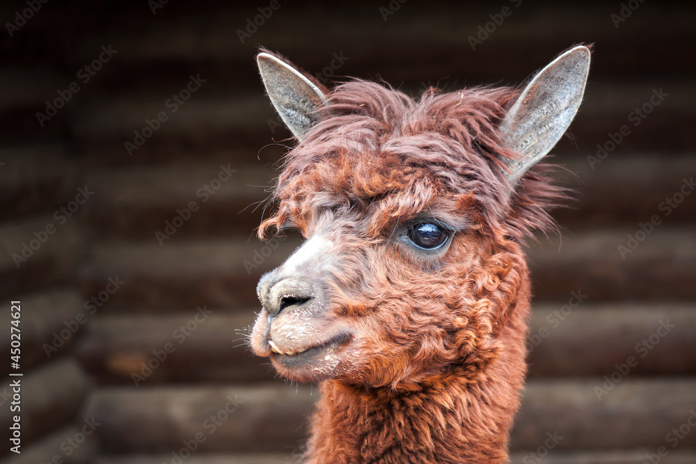 Portrait close-up of a cute brown alpaca on a farm