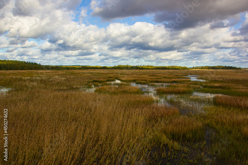 Swampy area. Autumn landscape. The swamp is painted in golden wheat colors.