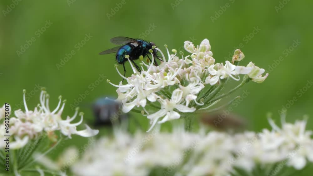 Blue green Blowfly on a white blossom flower, soft insects in foreground. Blue green Blowfly on a white blossom flower, soft insects in foreground.
