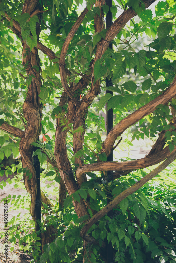 Fototapeta premium Old curved tree trunk of Campsis liana with green foliage