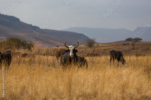 dangerous bull with horns facing forward