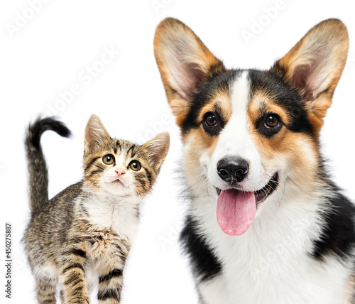 cat and dog look on white background