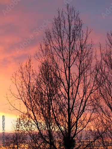 Drzewo na tle kolorowego nieba wieczorem © vofchok