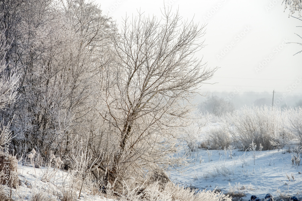 Trees and plants are covered with frost on a cold winter sunny day Trees and plants are covered with frost on a cold winter sunny day