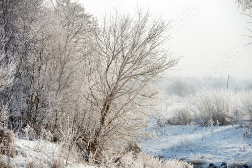 Trees and plants are covered with frost on a cold winter sunny day © Konstantin